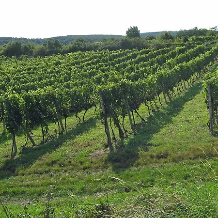 Green Silvaner Pezinok